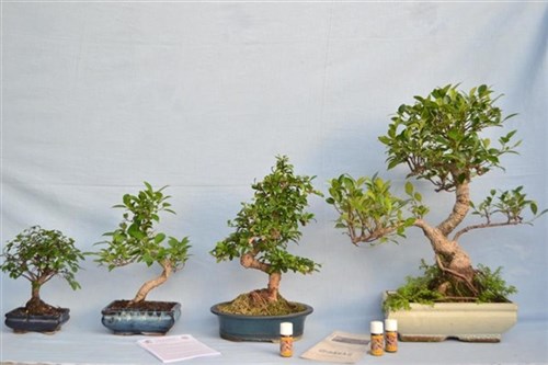 Regalo bonsai Fiera