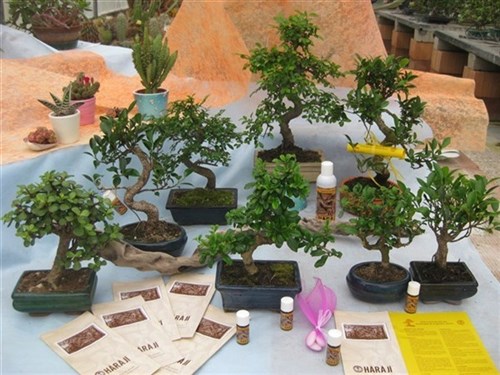 Varietà bonsai per bomboniere da cerimonia