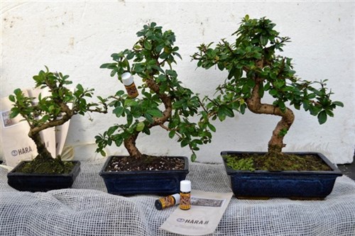 Carmone bomboniere bonsai