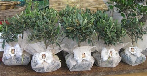Olivo bonsai per bomboniere battesimo