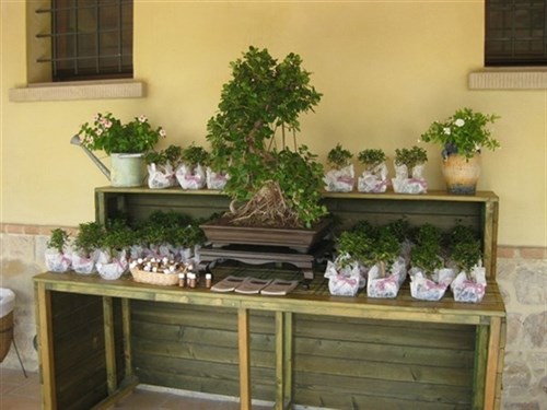 Allestimento tavolo bomboniere bonsai
