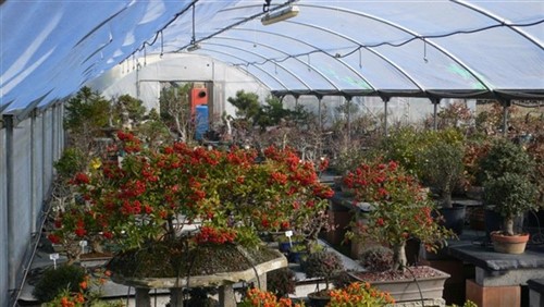 bonsai pyracantha