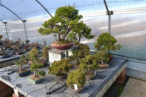 Bonsai pini