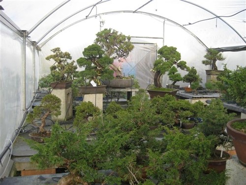 Bonsai ginepri