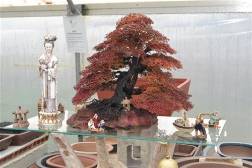 vivaio bonsai rimini