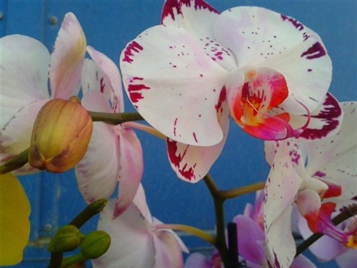 Orchidee