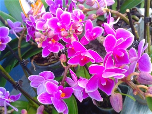 Orchidee