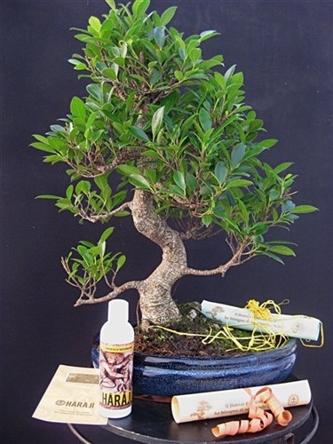 Ficus