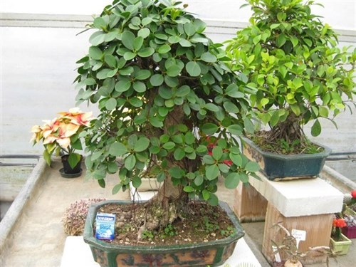 Ficus Panda