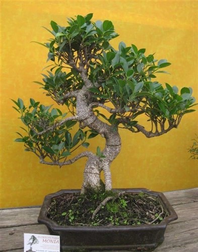 Ficus