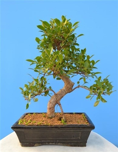 Ficus