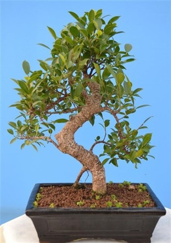 Ficus