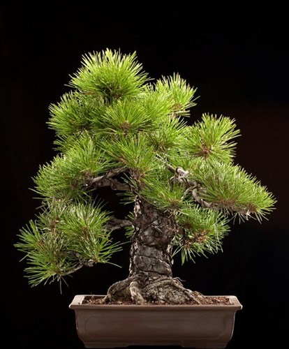 Pino nero bonsai