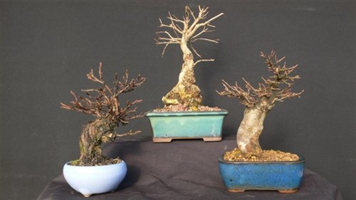 Mame bonsai mix