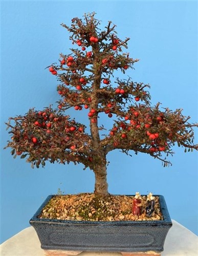 Cotoneaster