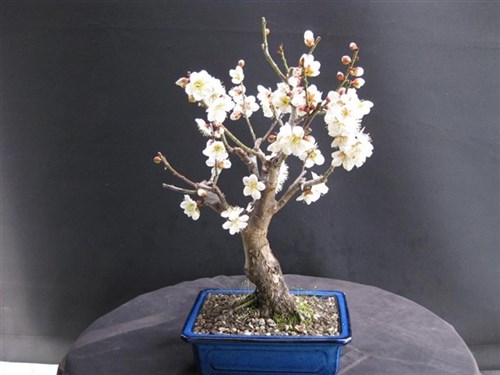 Prunus mume