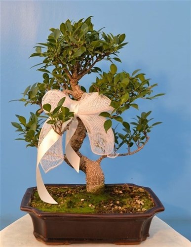 Ficus retusa