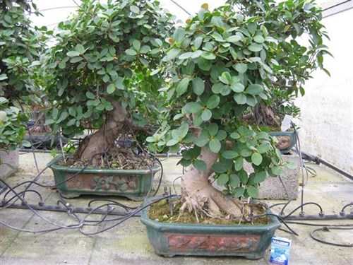 Ficus Panda