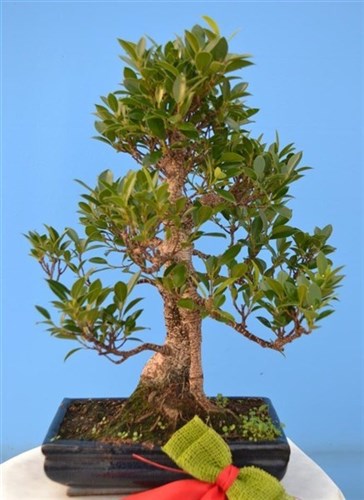 Ficus retusa