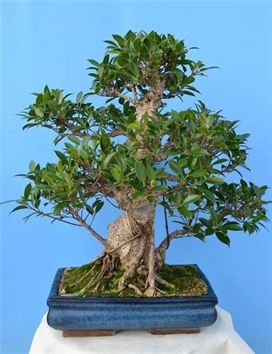 Ficus