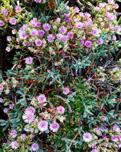 Piante grasse in fiore