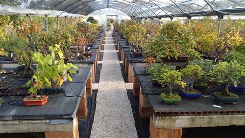 bonsai in autunno