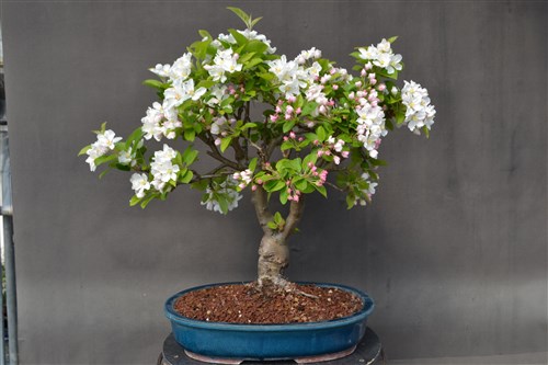 Melo Bonsai in fiore