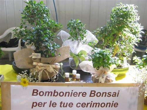 Regalo bonsai Fiera