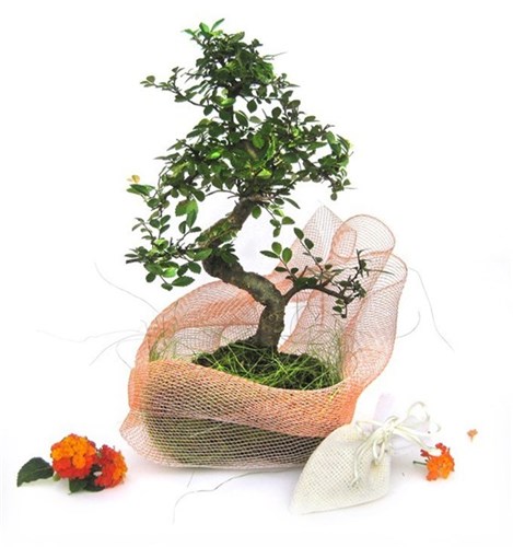 Bomboniere Bonsai per matrimoni