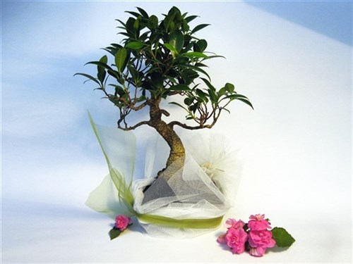 Bomboniere Bonsai per matrimoni