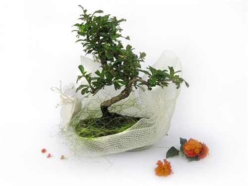 Bomboniere Bonsai per matrimoni