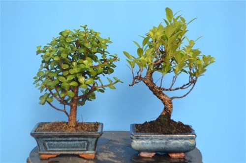 Portulaca e ficus per bomboniere