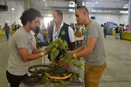 Torneo bonsai '15 - Alessandro Aiello istruttore R.B.C.