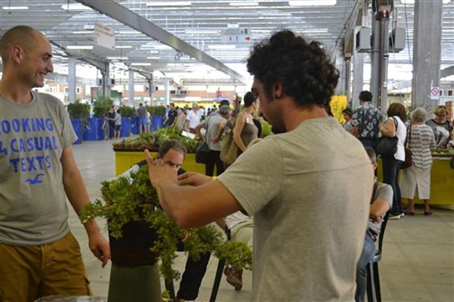 Torneo bonsai 15 - Alessandro Aiello istruttore R.B.C.