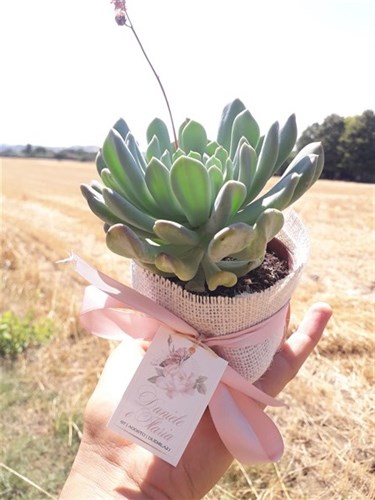 Bomboniere piante grasse succolente e cactus