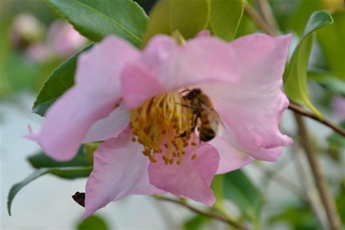 Impollinazioni naturali