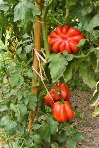 Pomodori costoluti coltivati biologici