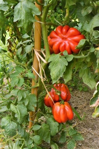 Pomodori costoluti coltivati biologici