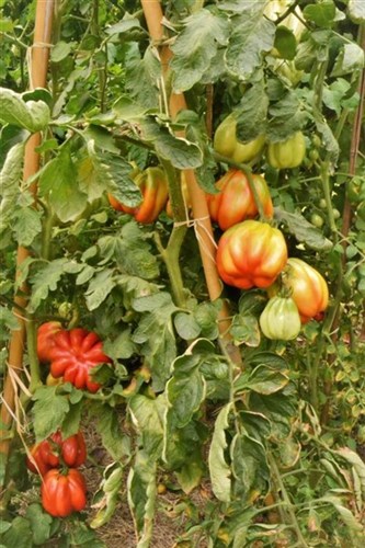 Super produzione pomodori bio