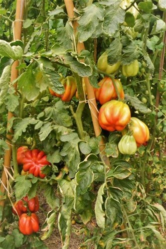 Super produzione pomodori bio