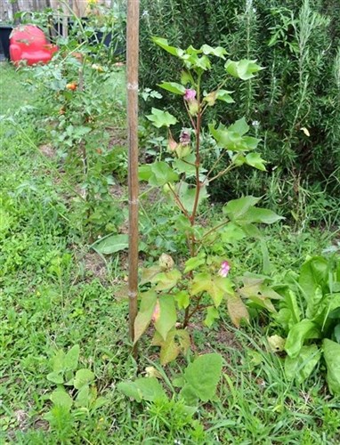 Pianta del cotone