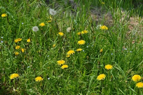 Tarassaco nell'orto biodinamico