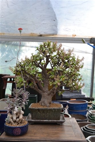 Portulaca vaso bonsai
