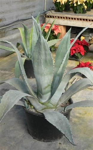 Agave