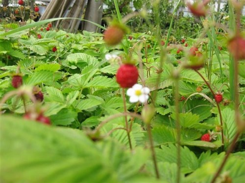 Fragole di bosco