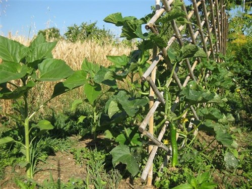 Cetrioli lunghi naturali