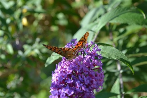 Pianta delle farfalle