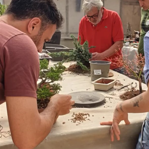 CORSO BONSAI 24 OTTOBRE